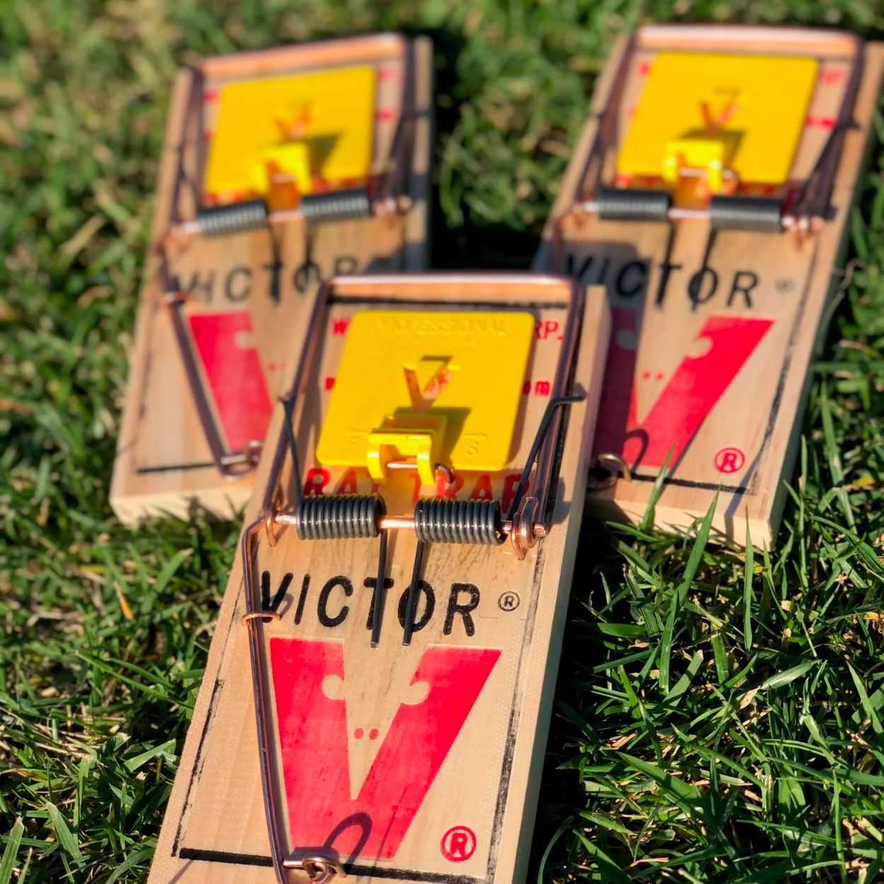 Multiple Victor Professional rat traps