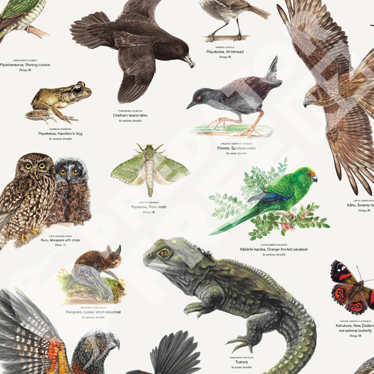 NZ native wildlife poster (incl. shipping)