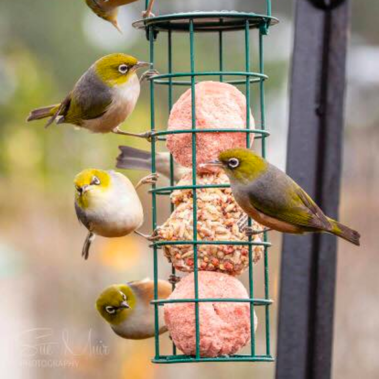 Touhou eating from the Pekapeka bird feeder