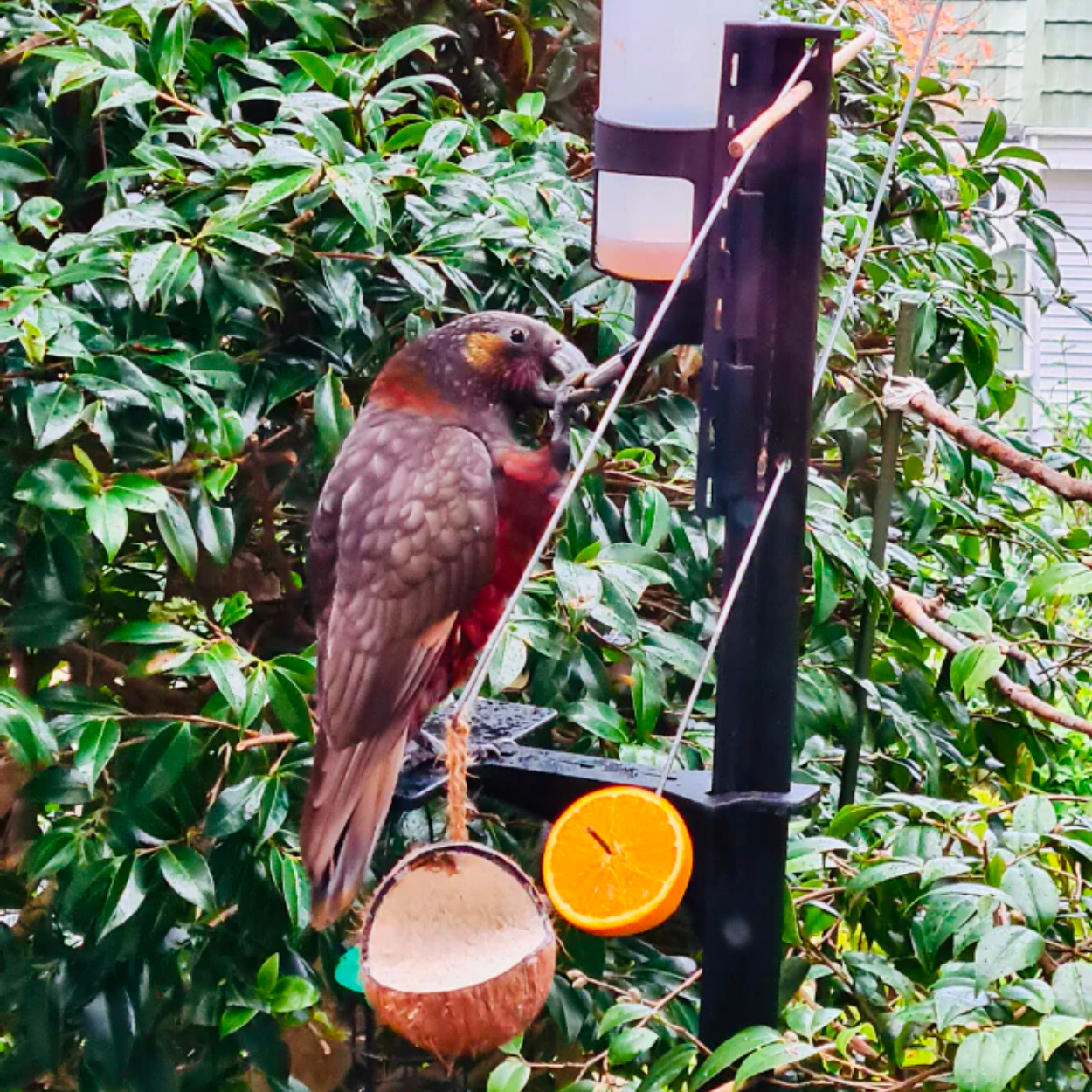 A kākā eating from the Pekapeka bird feeder
