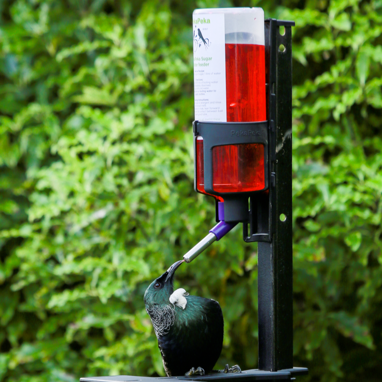 Pekapeka bird feeder with Tūi drinking from the nozzle.