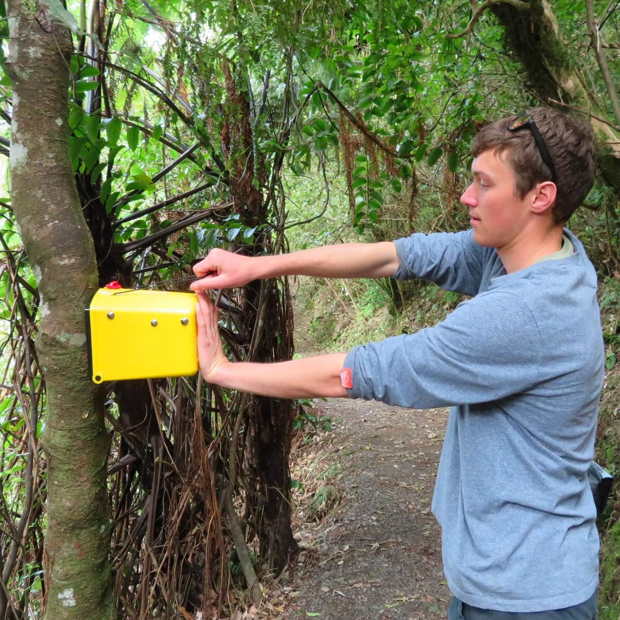 A person setting the Flipping Timmy trap that has been mounted on a tree.