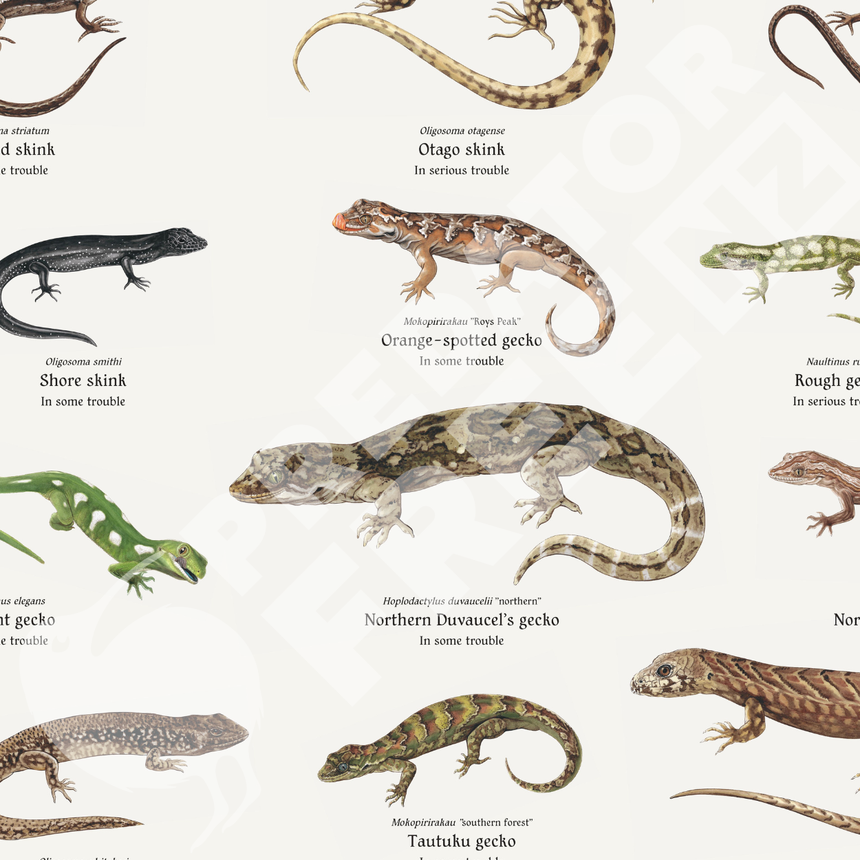 NZ lizard poster (incl. shipping)