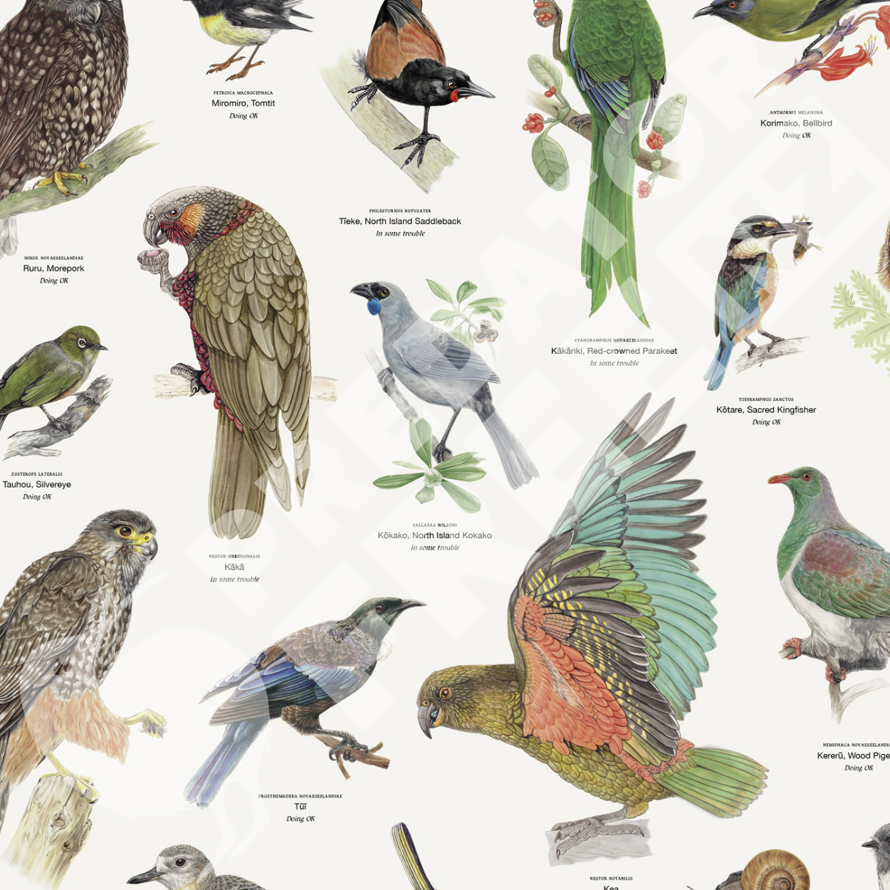NZ native lizard and bird poster (incl. shipping)