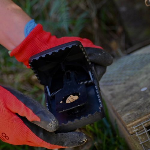 T-Rex rat trap in tunnel