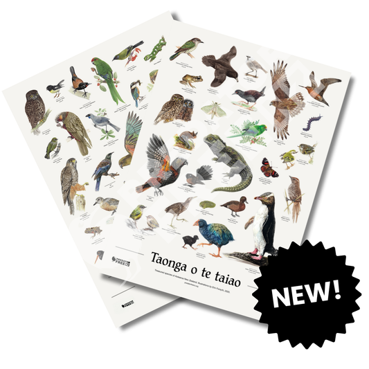 NZ native wildlife and bird poster (incl. shipping)