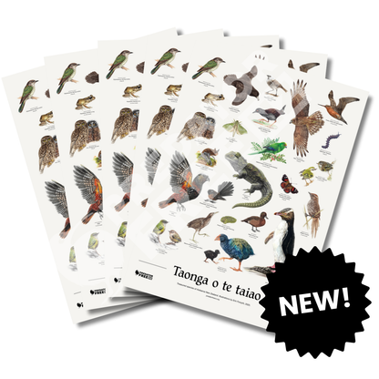 NZ native wildlife poster - 5 pack (incl. shipping)