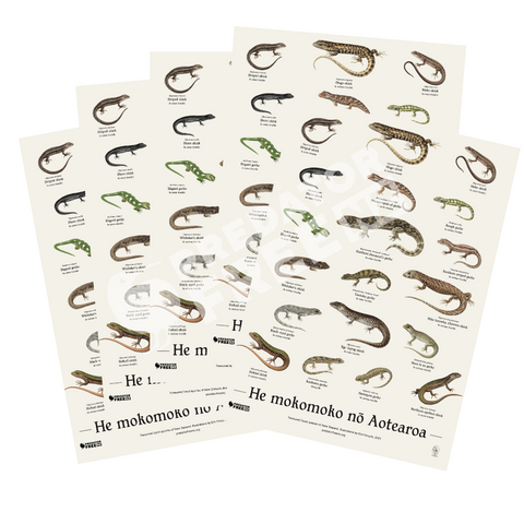 NZ lizard poster - 5 pack (incl. shipping)