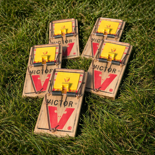 5 pack of Victor Professional rat traps