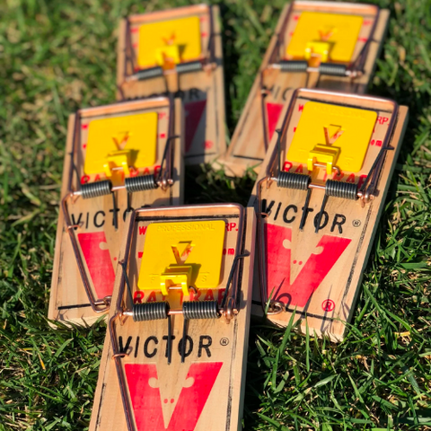 5 pack of Victor Professional rat traps