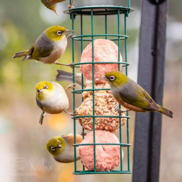 Bird Feeder Kit (incl. shipping)