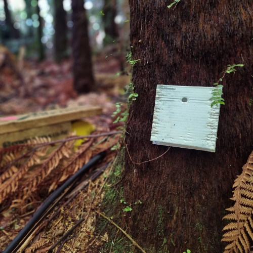 20 pack of chew cards