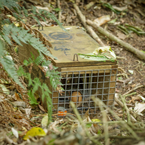 DOC 200 trap for stoats, rats and hedgehogs