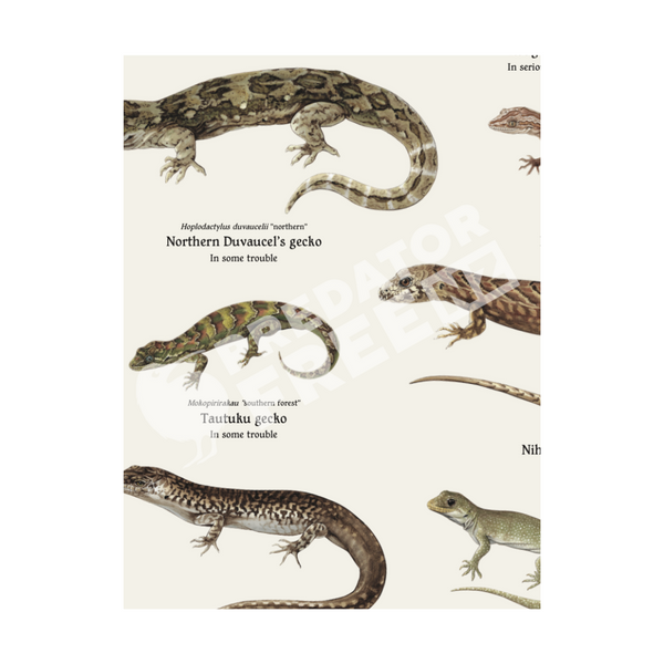 NZ lizard poster - 5 pack (incl. shipping)