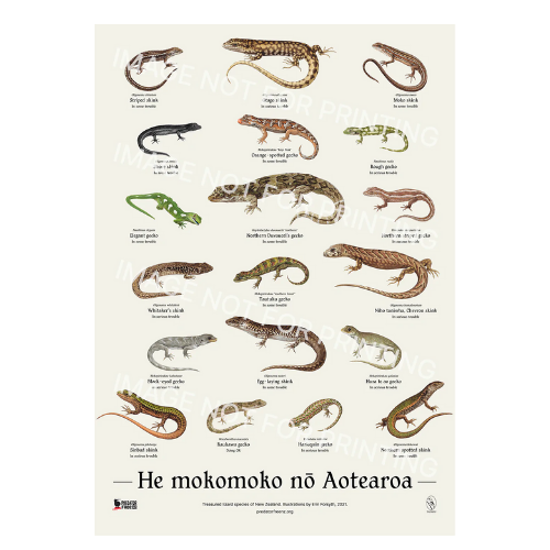 NZ lizard poster (incl. shipping) – Predator Free NZ Online Shop