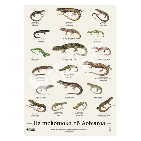 NZ lizard poster (incl. shipping)