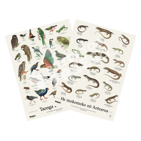 NZ native lizard and bird poster (incl. shipping)