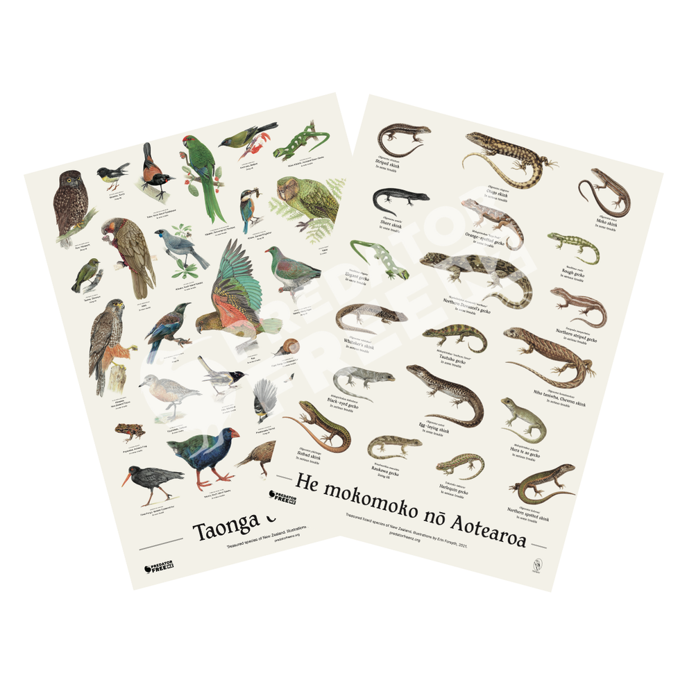 NZ native lizard and bird poster (incl. shipping) – Predator Free NZ ...