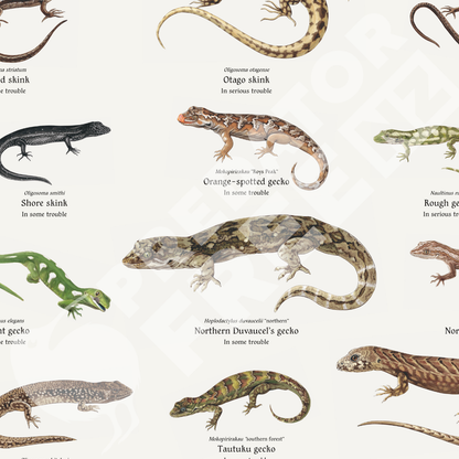 NZ lizard poster (incl. shipping)
