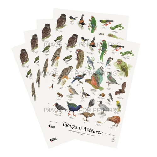 NZ native bird poster - 5 pack (incl. shipping)