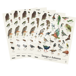 NZ native bird poster - 5 pack (incl. shipping)