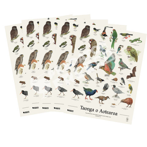 NZ native bird poster - 5 pack (incl. shipping)