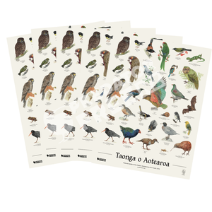 NZ native bird poster - 5 pack (incl. shipping)