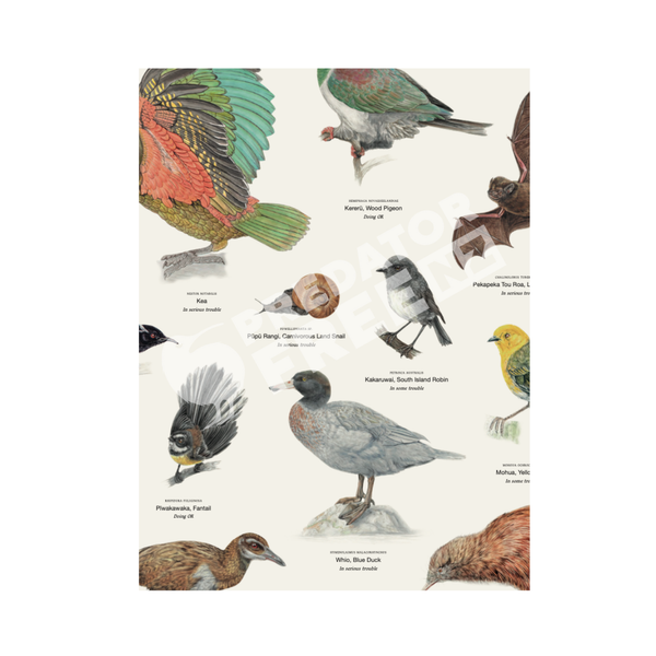 NZ native bird poster (incl. shipping)