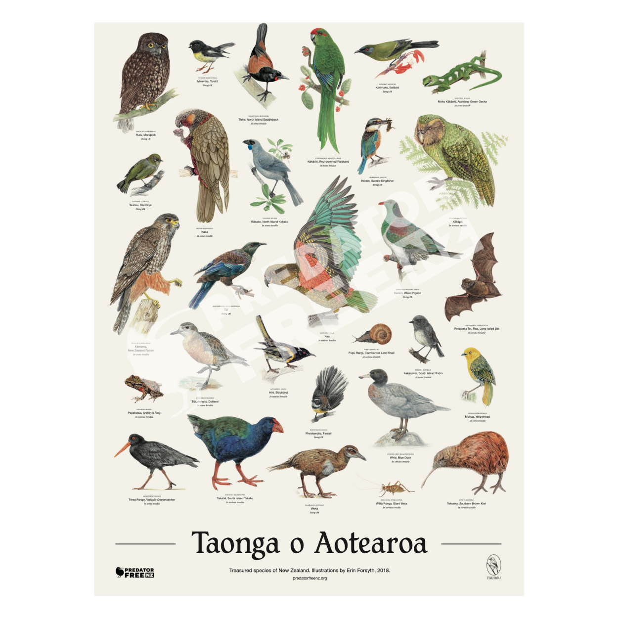 NZ native bird poster (incl. shipping)