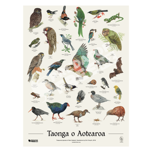 NZ native bird poster (incl. shipping)