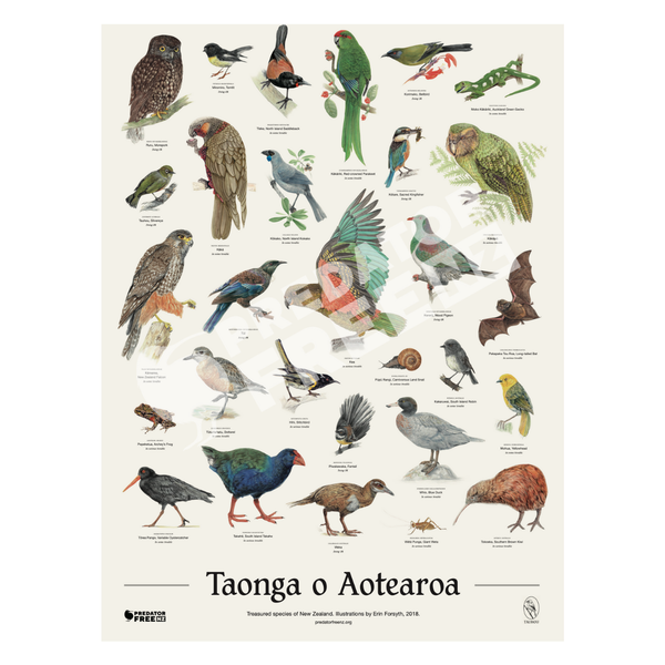 NZ native bird poster (incl. shipping)