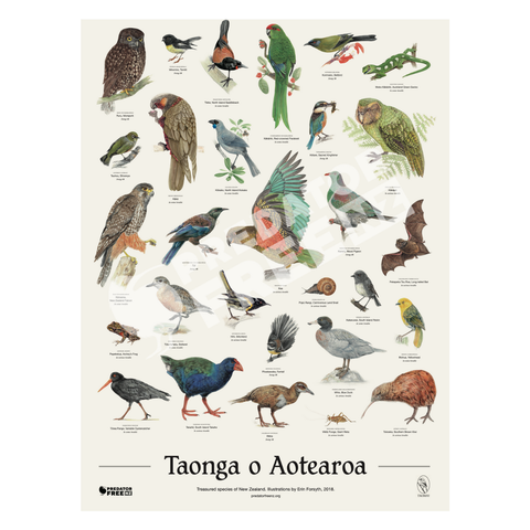 NZ native bird poster (incl. shipping)