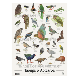 NZ native bird poster (incl. shipping)