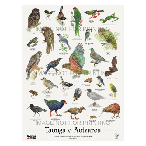 NZ native bird poster (incl. shipping)