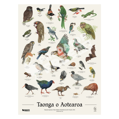 NZ native bird poster (incl. shipping)