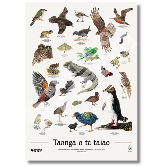 NZ native wildlife poster (incl. shipping)