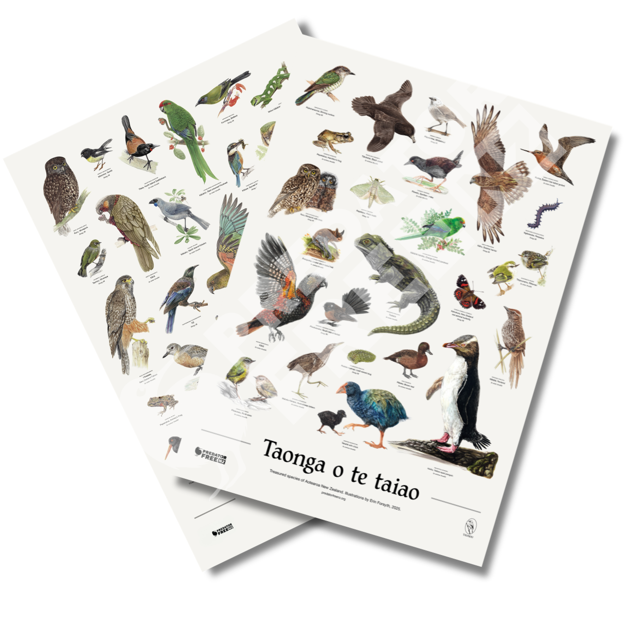 NZ native wildlife and bird poster (incl. shipping)