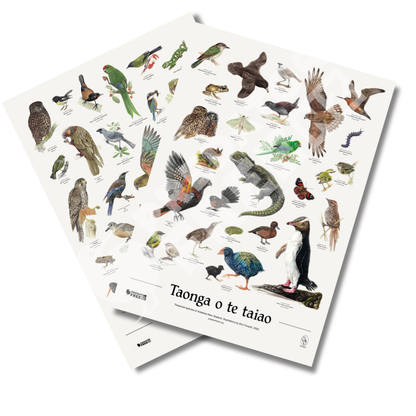 NZ native wildlife and bird poster (incl. shipping)