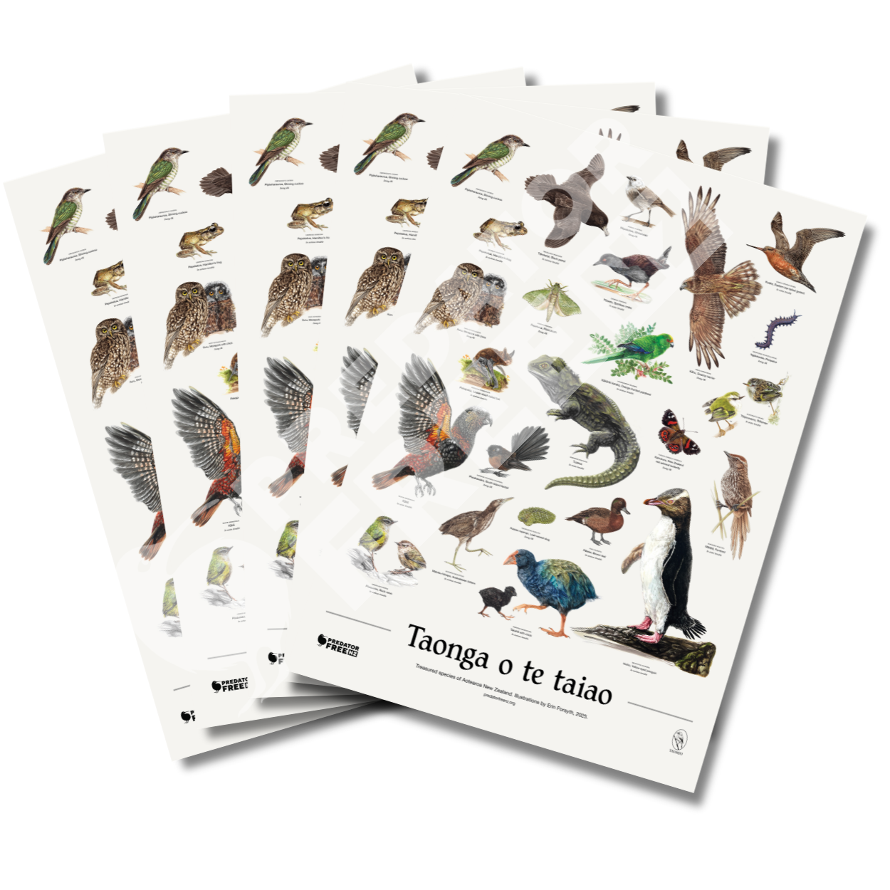 NZ native wildlife poster - 5 pack (incl. shipping)