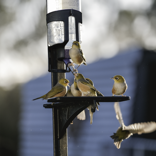 Bird Feeder Kit (incl. shipping)