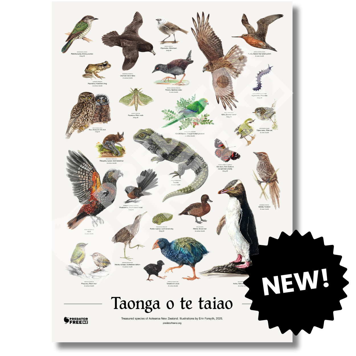 NZ native wildlife poster (incl. shipping)