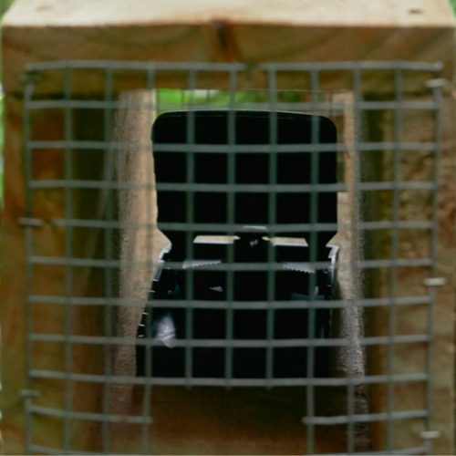 T-Rex rat trap in tunnel